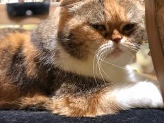 -more than meow吴止猫主题餐厅(承德 中船汇店)