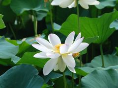 -莲花池公园