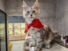 -十年猫舍·猫咪专门店(普陀店)