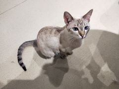 -藏猫猫咖啡主题馆(中央大道店)