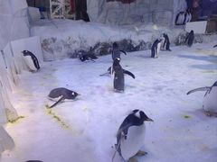 -芜湖新华联大白鲸海洋公园