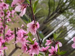 -新虹桥中心花园