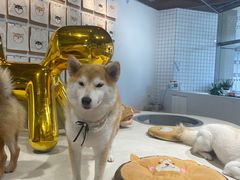 -柴务处·柴犬主题狗咖