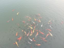 -致友月子会所(麓湖店)