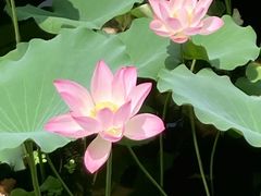 -荔湾湖公园