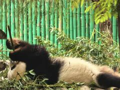 -西霞口神雕山野生动物世界