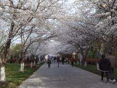 -高东镇樱花园