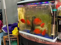 -小辫子羊肉面馆(周东店)