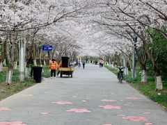 -高东镇樱花园