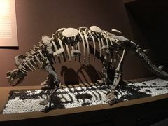 一层展厅：大同恐龙-大同市博物馆