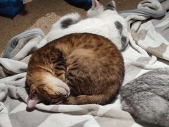 -more than meow吴止猫主题餐厅(承德 中船汇店)