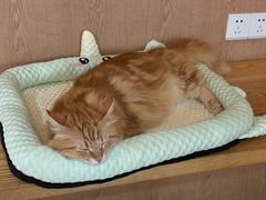-MOCHA明星猫咖(田子坊店)