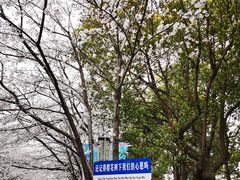 -高东镇樱花园