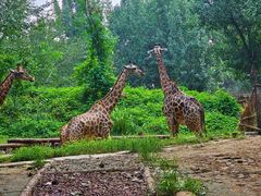 -北京野生动物园