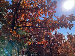 -北京十三陵国家森林公园蟒山景区