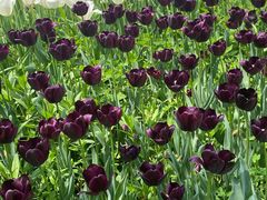 -洛阳郁金香牡丹园