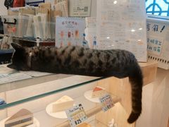 -猫的天空之城概念书店(苏州平江店)