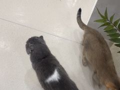 -共舞时光猫咖·狗咖(新街口店)