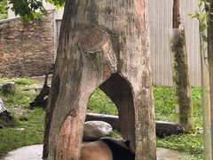-卧龙中华大熊猫苑神树坪基地