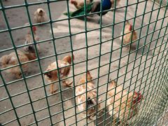 -前小桔亲子创意农场·草莓采摘·露营烧烤