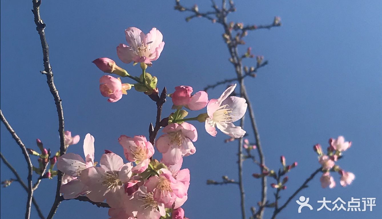 虽然没有樱花,山茶花桃花还是不错的