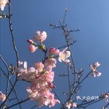 虽然没有樱花,山茶花桃花还是不错的