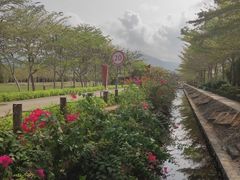 -亚龙湾国际玫瑰谷