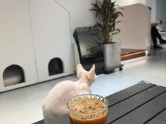 -琪喵猫屋·撸猫猫咖·猫舍