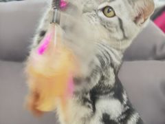 -lincat·猫舍(广州店)
