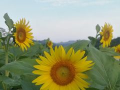 -石潭村