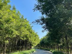 -西青郊野公园