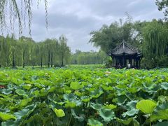 -桂湖森林公园