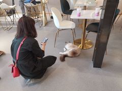 -飞行喵MR PILOT|猫舍·猫咖(静安大融城店)