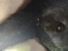 -伟伟宠物医院·CT影像中心·瑞派犬猫综合性门诊(汉口总院)