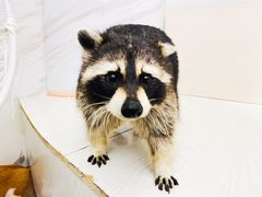-浣熊柯尔鸭土拨鼠·电玩咖
