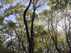 -大望京公园
