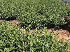 -文雅轩茶叶(锦和越界田林坊店)