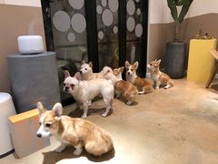 -米宠家·撸猫猫咖小萌宠·猫咪洗澡·猫咪寄养(高新大都荟店)