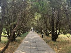 -洛阳古墓博物馆