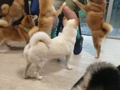 -柴犬高等学院·狗咖·柴犬售卖·宠物训练