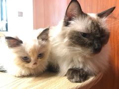 -楼上猫咖(罗湖店)