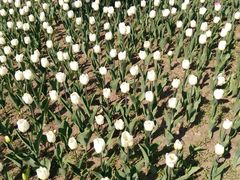 -长春公园(普阳街道)