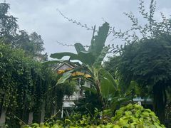 -中国科学院西双版纳热带植物园