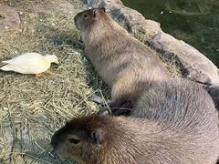 -海合安武汉极地海洋公园