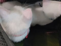 -奈斯宠物医院·核磁CT·异宠专科·内镜(中南店)