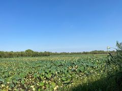 -泗洪洪泽湖湿地景区