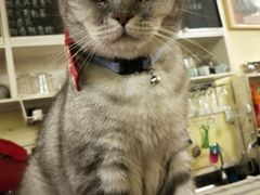 -猫色咖啡·猫咖