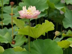 -荷塘月色湿地公园·向阳花洲