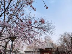 -桃花堤公园