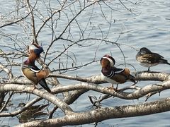 -颐和园-景明楼